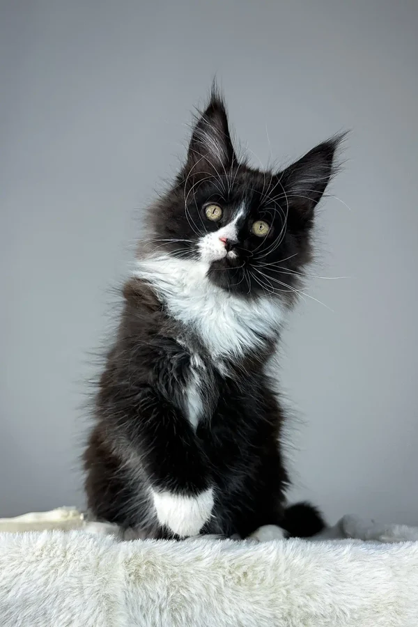 Looking to buy a Maine Coon kitten in Rhode Island?