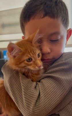 Discover adorable Maine Coon kittens for sale in Texas!