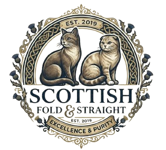 Scottish Fold & Straight 